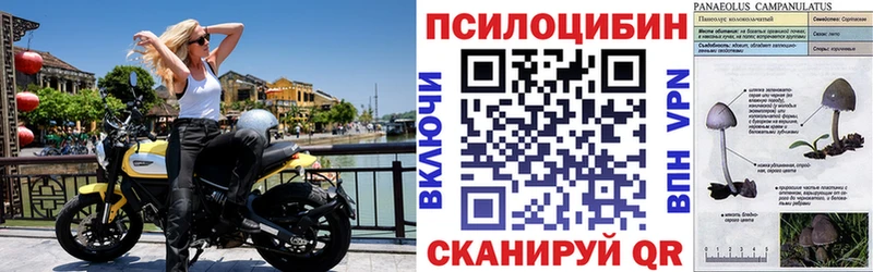 Галлюциногенные грибы Psilocybine cubensis  Купить  Кстово 